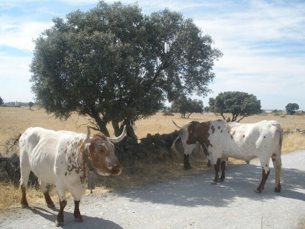 La función del cencerro en los cabestros img
