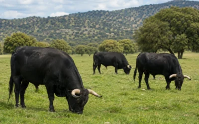 ¿Qué comen los toros? Alimentación y cuidados del ganado bravo