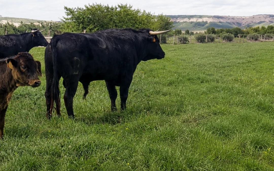Visitar una ganadería brava: una experiencia para descubrir el toro en su entorno