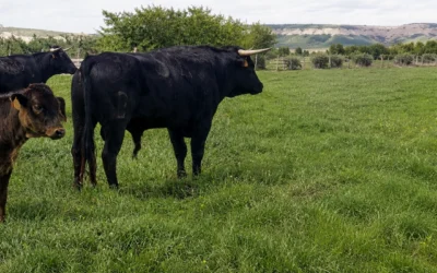 Visitar una ganadería brava: una experiencia para descubrir el toro en su entorno