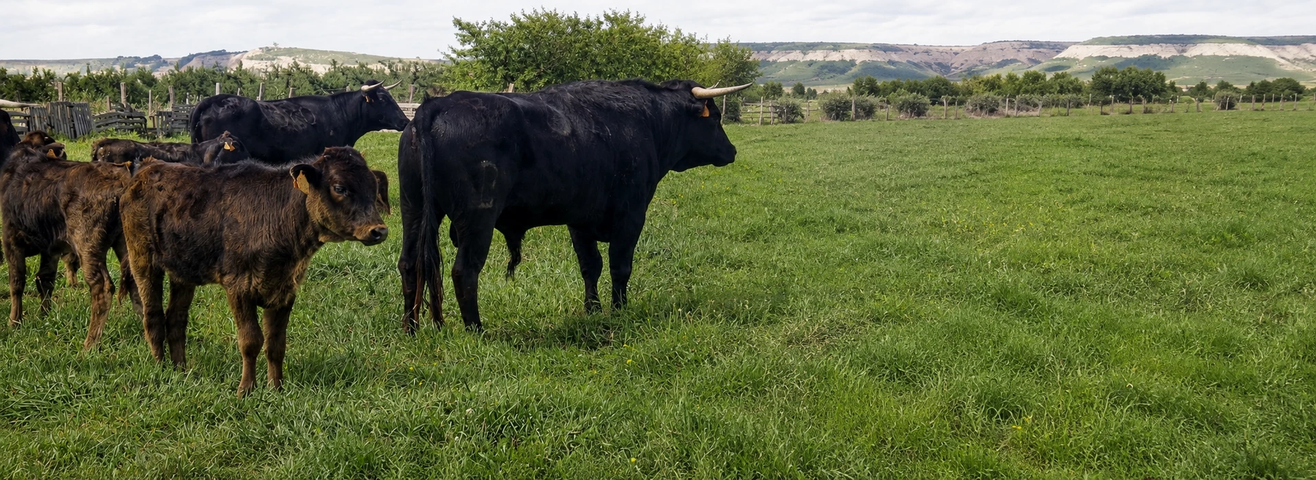 Ganaderia de Pincha Toro Bravo 3 1